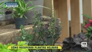 Resucitamos las plantas tras una helada