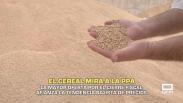 El cereal mira a la peste porcina africana - 15/12/2025