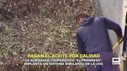 Pagan el aceite de oliva por calidad - 16/01/2026