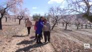 Ruta por los almendros en flor en Férez