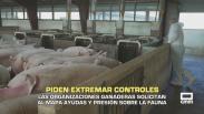 Organizaciones ganaderas piden extremar controles frente a la peste porcina - 20/02/2026