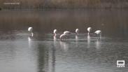 Los flamencos regresan un año más a "La Inesperada"
