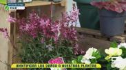 Insectos de jardín