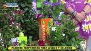 Las plantas trepadoras