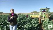 En plena campaña de la recogida de brócoli, preparamos una deliciosa receta