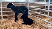 Conocemos a las ovejas negras manchegas de la finca "Ardales" en Los Yébenes