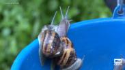 Recogemos caracoles en Driebes