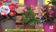 Apostamos por las begonias