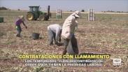 Los temporeros fijos-discontinuos de otros años tienen prioridad laboral - 14/05/2026
