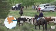 Los vecinos de Alcadozo celebran San Isidro con cuatro encierros por el campo
