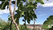Acompañamos a dos agricultores de Férez en su tarea diaria
