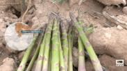 Recogemos espárragos verdes en Romanones y Armuña de Tajuña