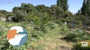 El "Huerto Aitor", un espacio solidario para las personas más necesitadas de Almansa