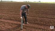 Estamos en plena temporada de plantación de cebollas