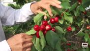 La empresa "El Ciruelo" ya está en plena recolección de la cereza