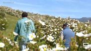 Florece la jara en los campos de Hiendelaencina y Villares de Jadraque