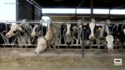 Así es el cuidado de las vacas y el proceso de ordeño de una ganadería de Velada
