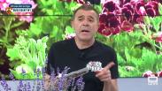 Altas temperaturas amenaza para las plantas