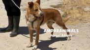 Adopta en verano y conoce a Scotch en Amparanimals
