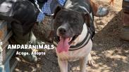 Artemis, otro ejemplo de abandono y de cría de perros de raza