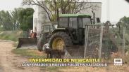 Confirmados cuatro focos de la enfermedad de Newcastle en Valladolid - 23/06/2026