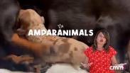 Consejos para cuidar de tu perrita después del parto