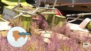 Conocemos más sobre el cultivo de la salvia