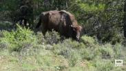 Bisontes y caballos salvajes transformando territorios del Alto Tajo