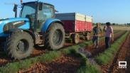 Proceso de siega de la lavanda en Ossa de Montiel