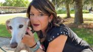 Macarena, la galga desaparecida en Toledo y encontrada en Suiza