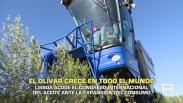El olivar crece en todo el mundo - 02/07/2026