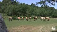 Los últimos caballos salvajes de Europa
