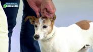 ¿Cómo cuidar mejor a nuestras mascotas?