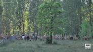 Los Belenchón mantienen viva la tradición de la trashumancia desde hace generaciones