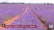 Brihuega celebra el mes de la lavanda