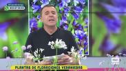 Floración Veraniega