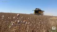 Cosechamos adormidera en Albacete