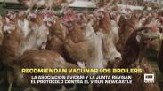 Recomiendan vacunar los broilers- 14/07/2026