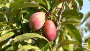 Ciruelas, la fruta emblemática de Olías del Rey