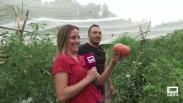 Recogemos tomates con los vecinos de Liétor