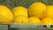 El melón entra en campaña - 16/07/2026