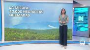 Avance informativo por el incendio forestal de La Mierla (Guadalajara) - (19/07/2026)