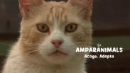 Cortar el paso o dormir en la cuna del niño Jesús: así es Manolo, el gato de Almansa