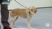 Proteger a nuestras mascotas en emergencias
