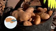 Recogemos patatas en La Cañada, una explotación de Sonseca