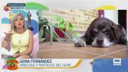 Fiebre de hemorragia de Crimea