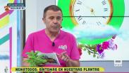 Nematodos y los síntomas en nuestras plantas
