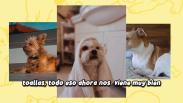 ¿Qué es mejor: acoger o adoptar una mascota? La ayuda que necesitan las protectoras de animales