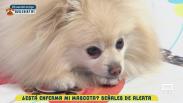 Señales de alerta en nuestras mascotas