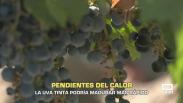 La uva tinta podría madurar más rápido - 10/08/2026
